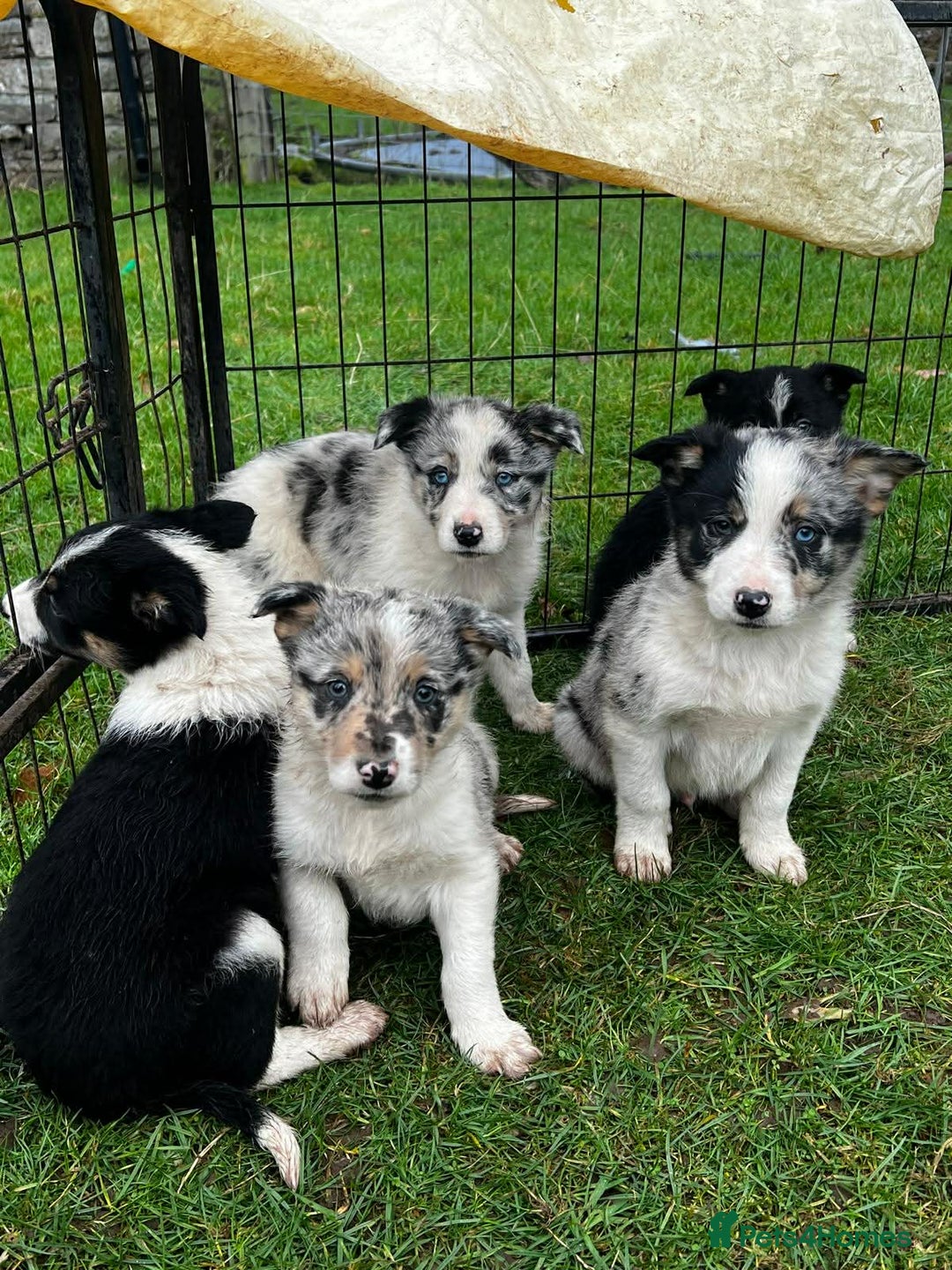 Border Collie dogs for sale: 5 Beautiful Blue Merle Border Collie Puppies - Advert 8