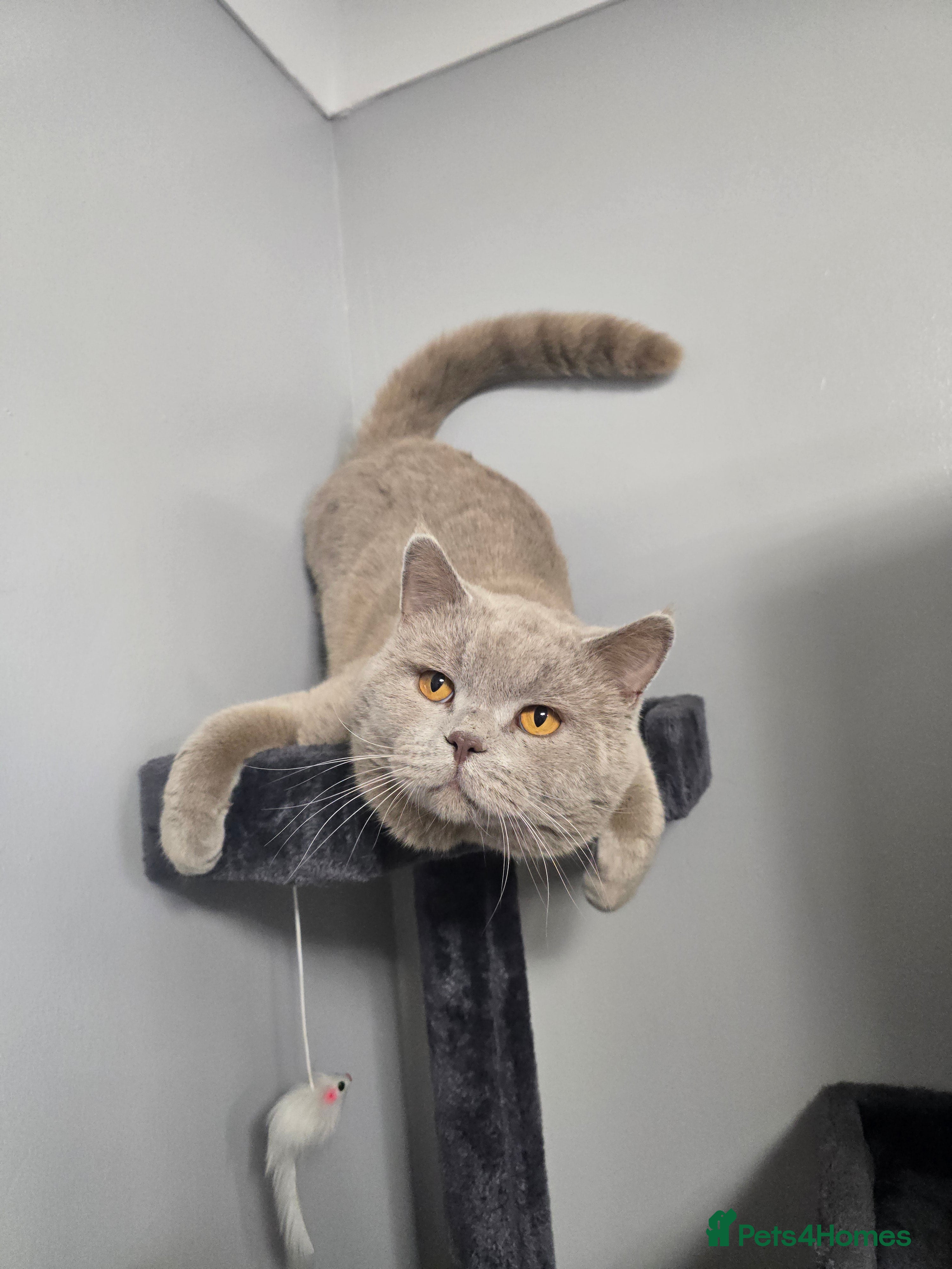 British Shorthair cats Teddy in Aylesbury - Advert 5