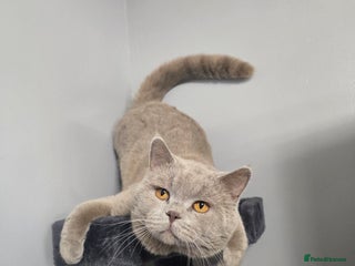 British Shorthair cats Teddy in Aylesbury - Advert 1