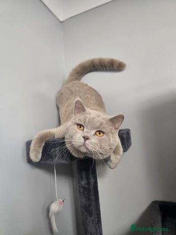 British Shorthair cats Teddy in Aylesbury - Advert 1