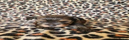 Yorkshire Terrier dogs for sale: DNA tested parents Biewer and Ocean Pearl puppies - Advert 32