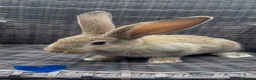 Continental Giant rabbits for sale: RESERVED  - Advert 7