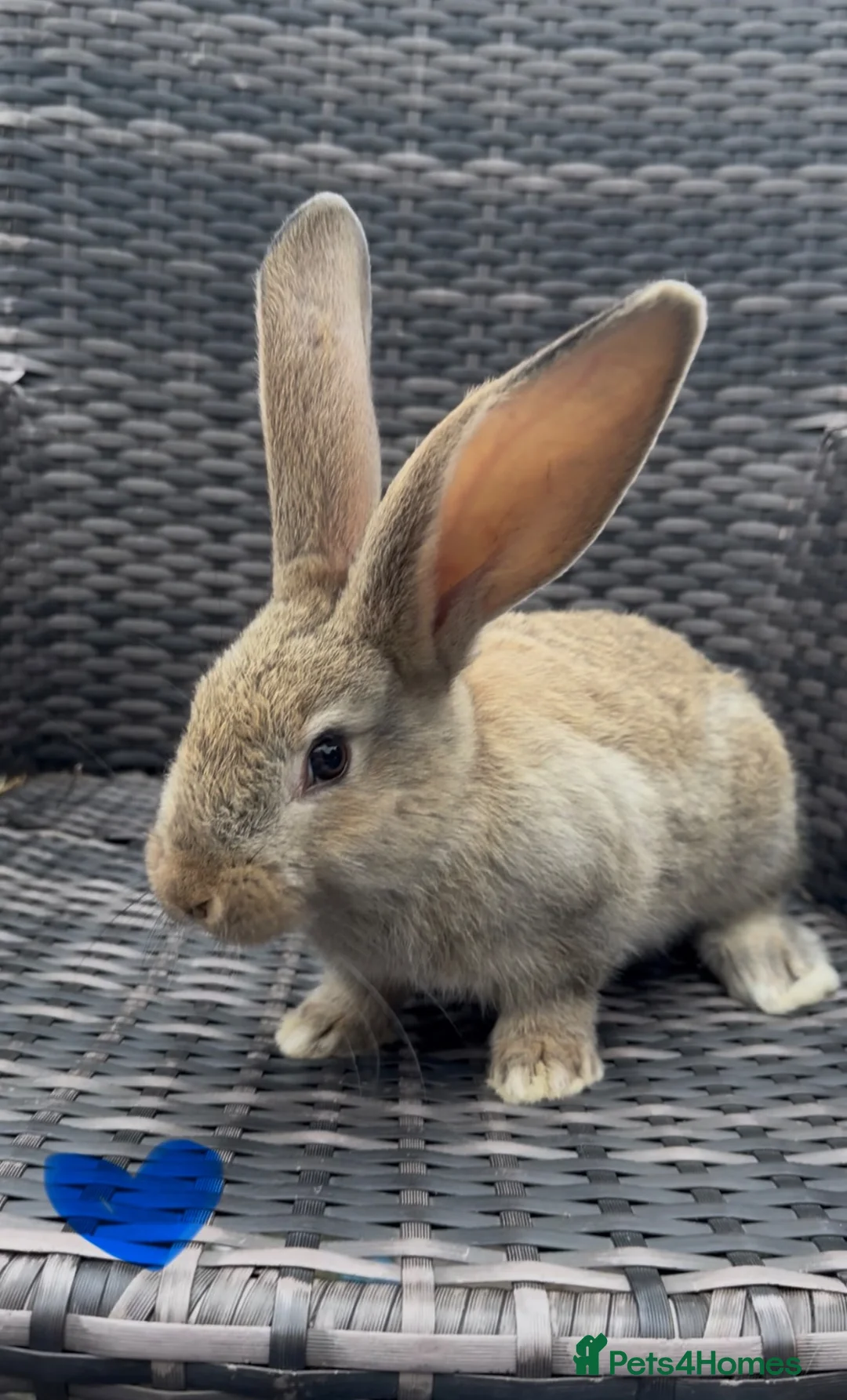 Continental Giant rabbits for sale: RESERVED  - Advert 7