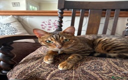 Bengal cats for sale: Beautiful female bengal - Image 1