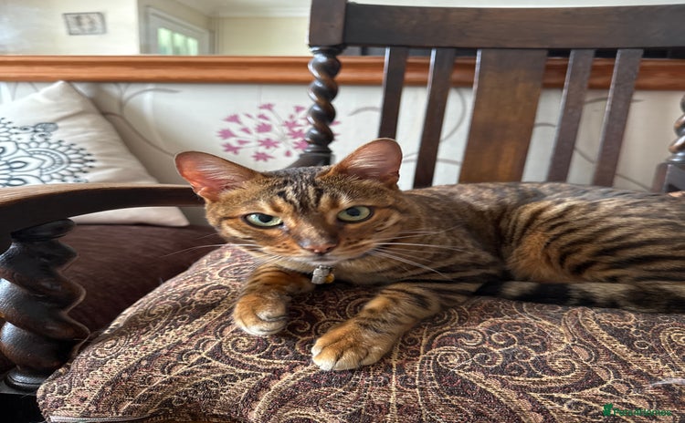 Bengal cats - Advert 3