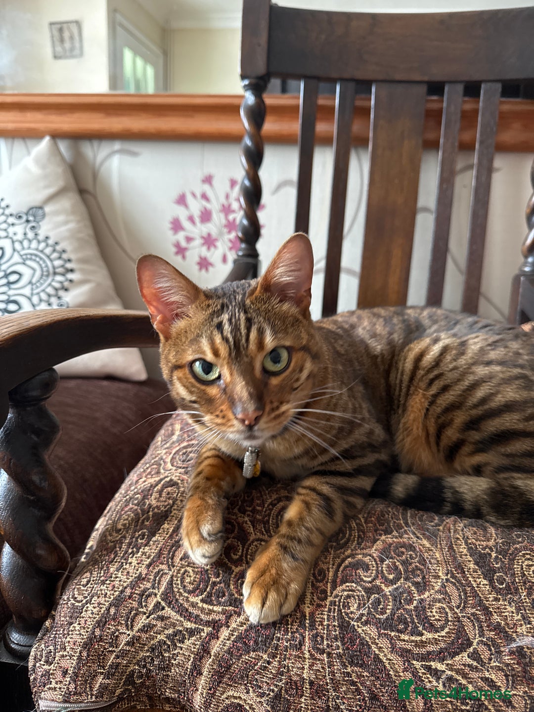 Bengal cats for sale: Beautiful female bengal - Image 1