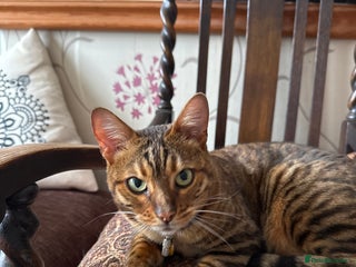 Bengal cats - Advert 27