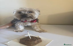 Yorkshire Terrier dogs for stud: Stud Available - Image 1