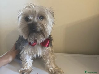 Yorkshire Terrier dogs - Advert 4