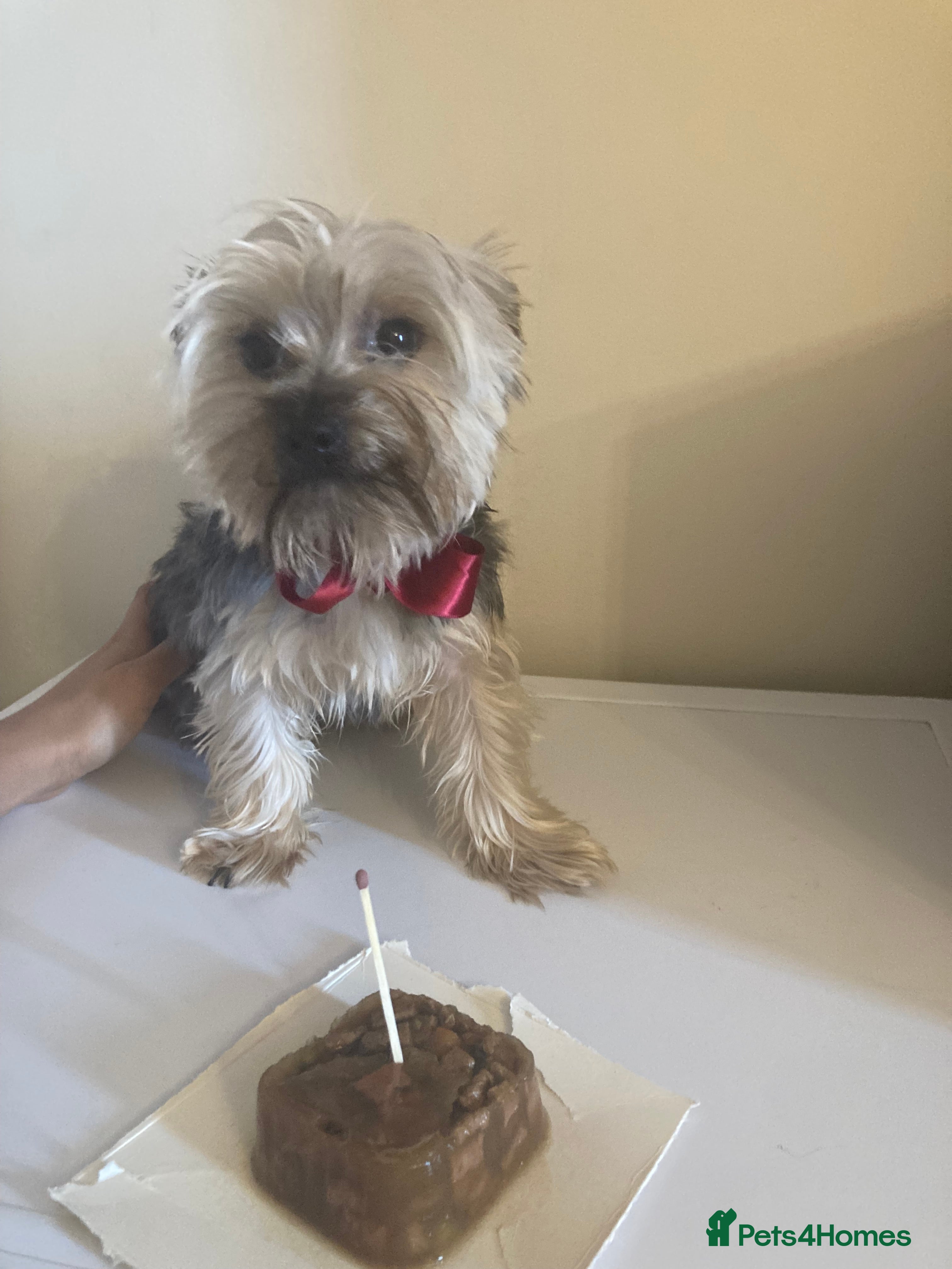 Yorkshire Terrier dogs for stud: Stud Available - Advert 1