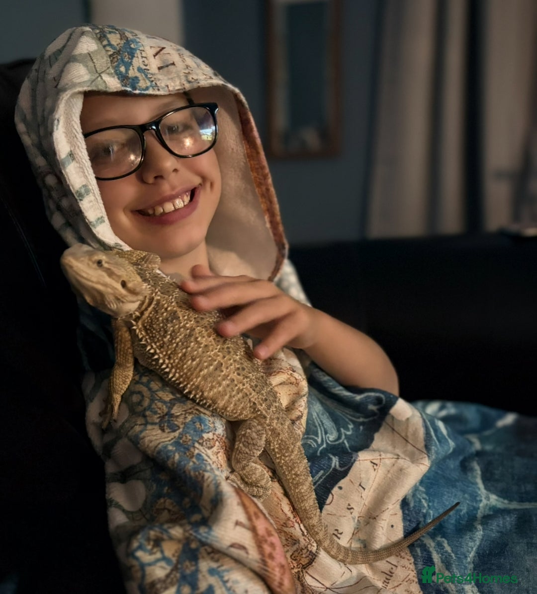 Bearded Dragon reptiles for sale: 1yo bearded dragon  - Image 3