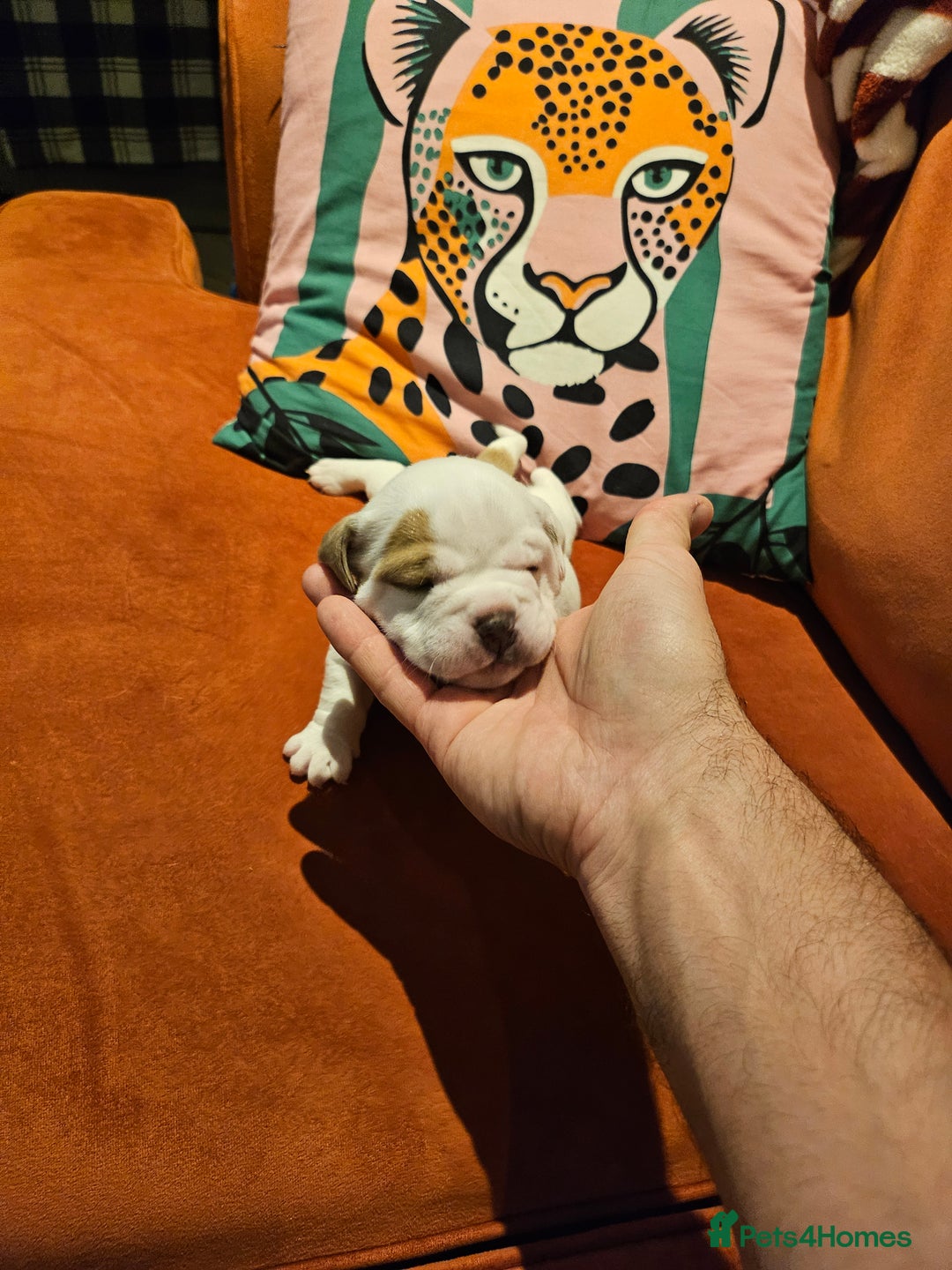 Mixed Breed dogs for sale: English Bulldog Staff Mix (Old Tyme Bulldog) - Advert 11