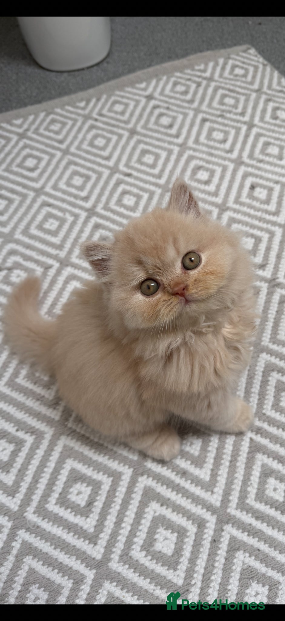 British Shorthair cats British shorthair and longhair kittens  - Advert 5