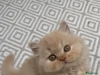 British Shorthair cats British shorthair and longhair kittens - Advert 5