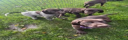 German Shorthaired Pointer dogs for sale: German Shorthaired Pointer puppies  - Advert 31