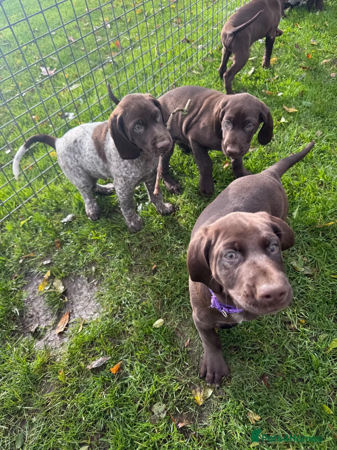 German Shorthaired Pointer dogs for sale: German Shorthaired Pointer puppies  - Advert 31