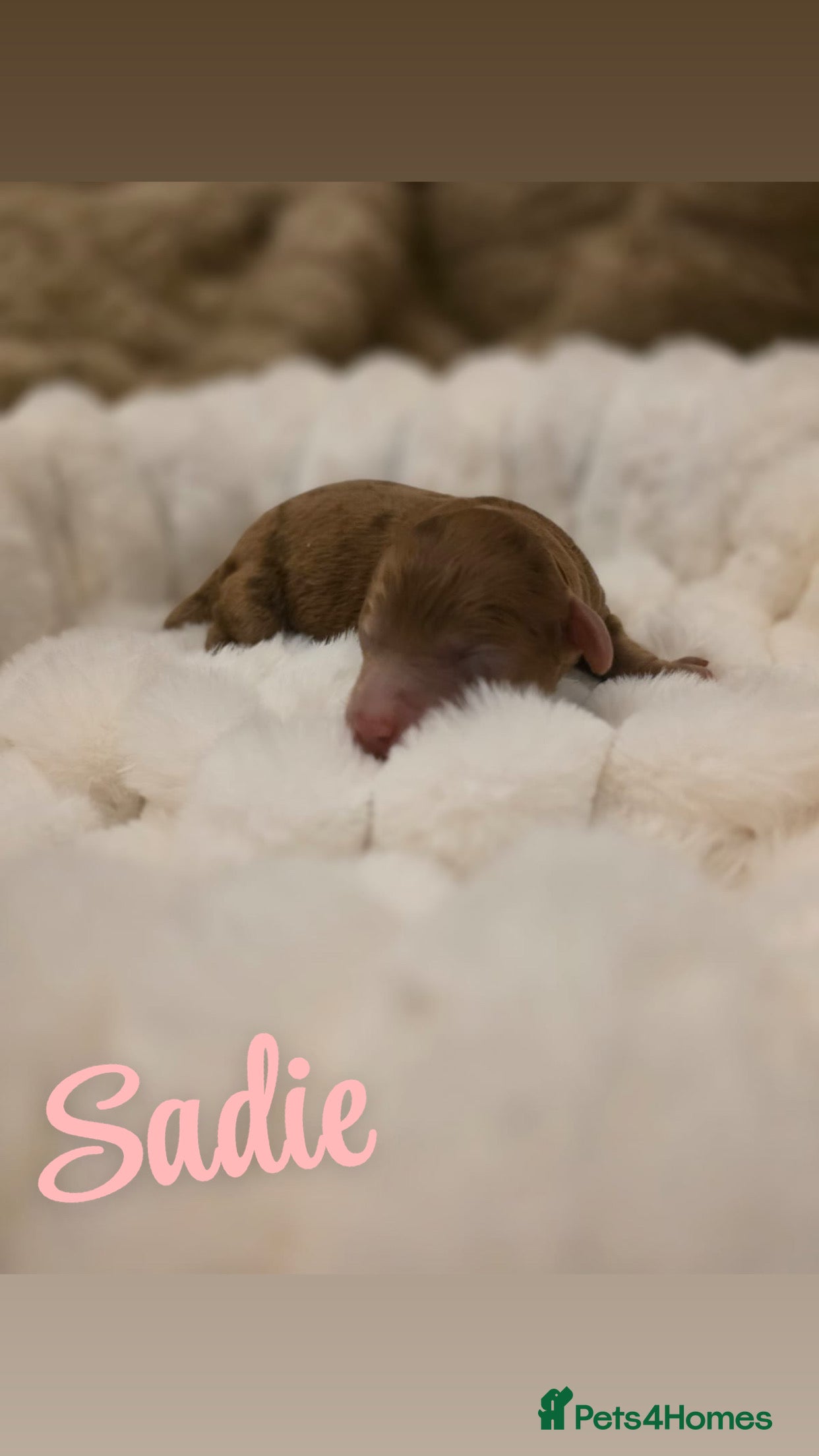 Cockapoo dogs 🤍 Beautiful F3 Multigen Cockapoo Puppies🤍 - Advert 9