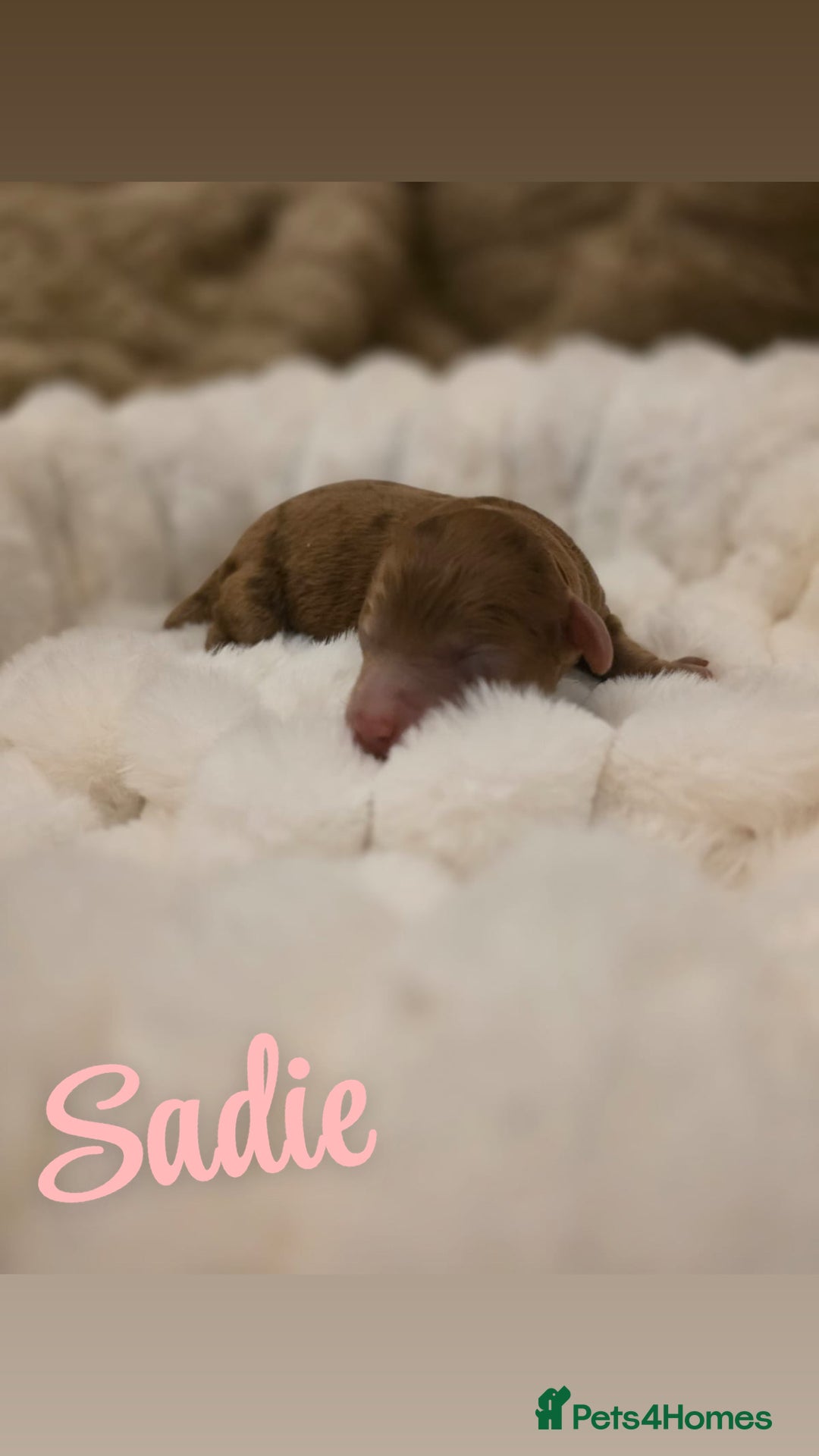 Cockapoo dogs for sale: 🤍 Beautiful F3 Multigen Cockapoo Puppies🤍 - Advert 1