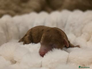 Cockapoo dogs 🤍 Beautiful F3 Multigen Cockapoo Puppies🤍 - Advert 9