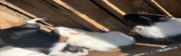 Guinea Pig rodents for sale: Female guinea pigs for sale sows  - Advert 12