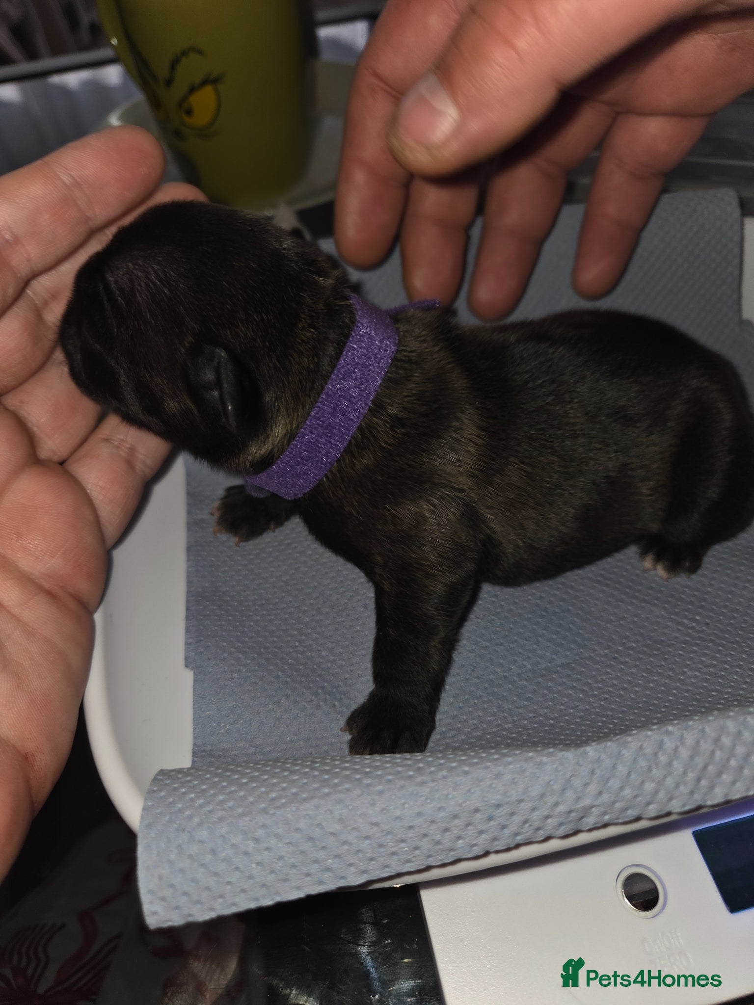 French Bulldog dogs 1 little girl left french bulldog  - Advert 1