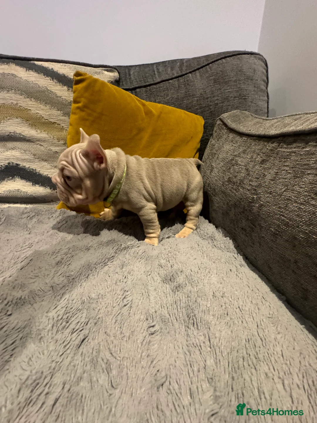 French Bulldog dogs for sale: High quality French bulldogs puppies  - Advert 5