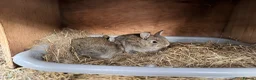 Mixed Breed rabbits for sale: Rabbits \ Bunnies for sale  - Advert 1
