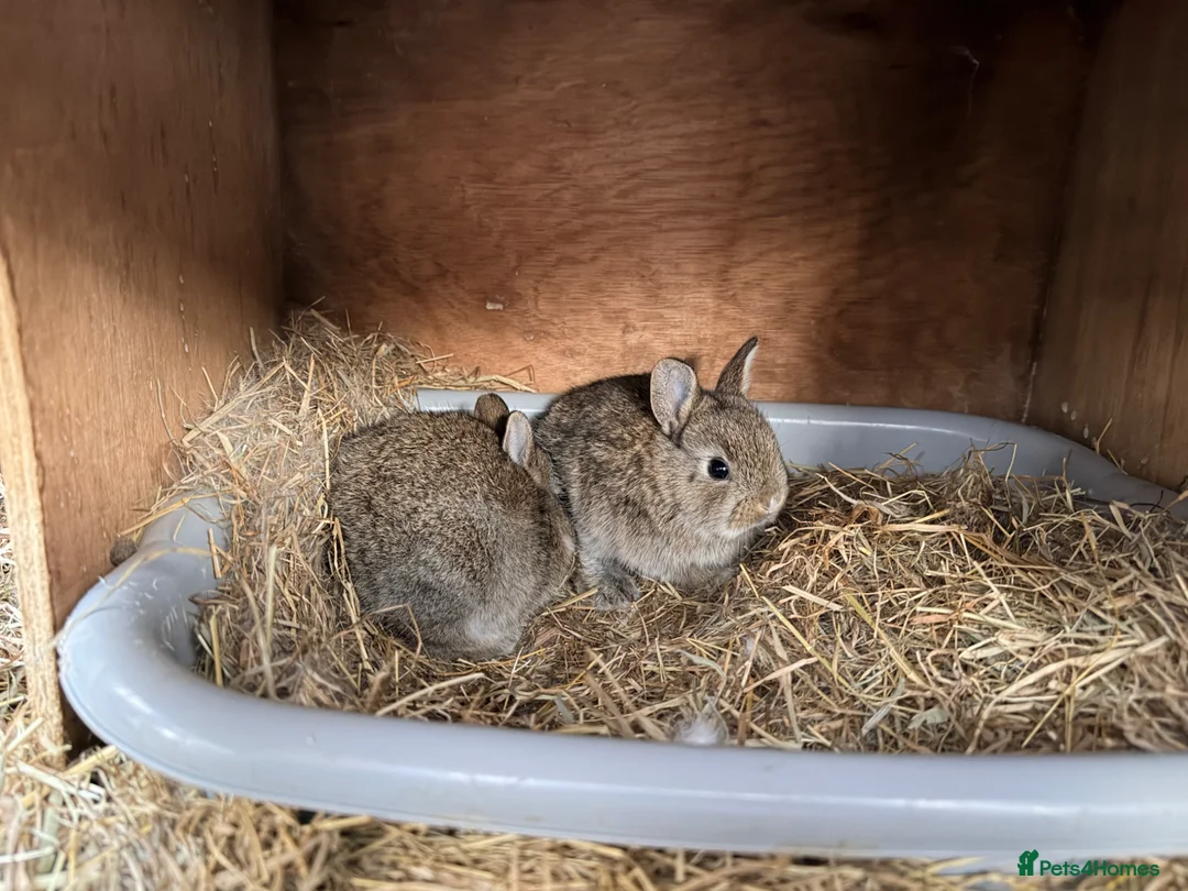 Mixed Breed rabbits for sale: Rabbits \ Bunnies for sale  - Advert 1