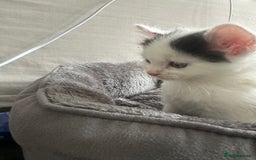 Domestic Shorthair cats for sale: Black & White Kitten for Sale – 7 Weeks Old  - Image 3