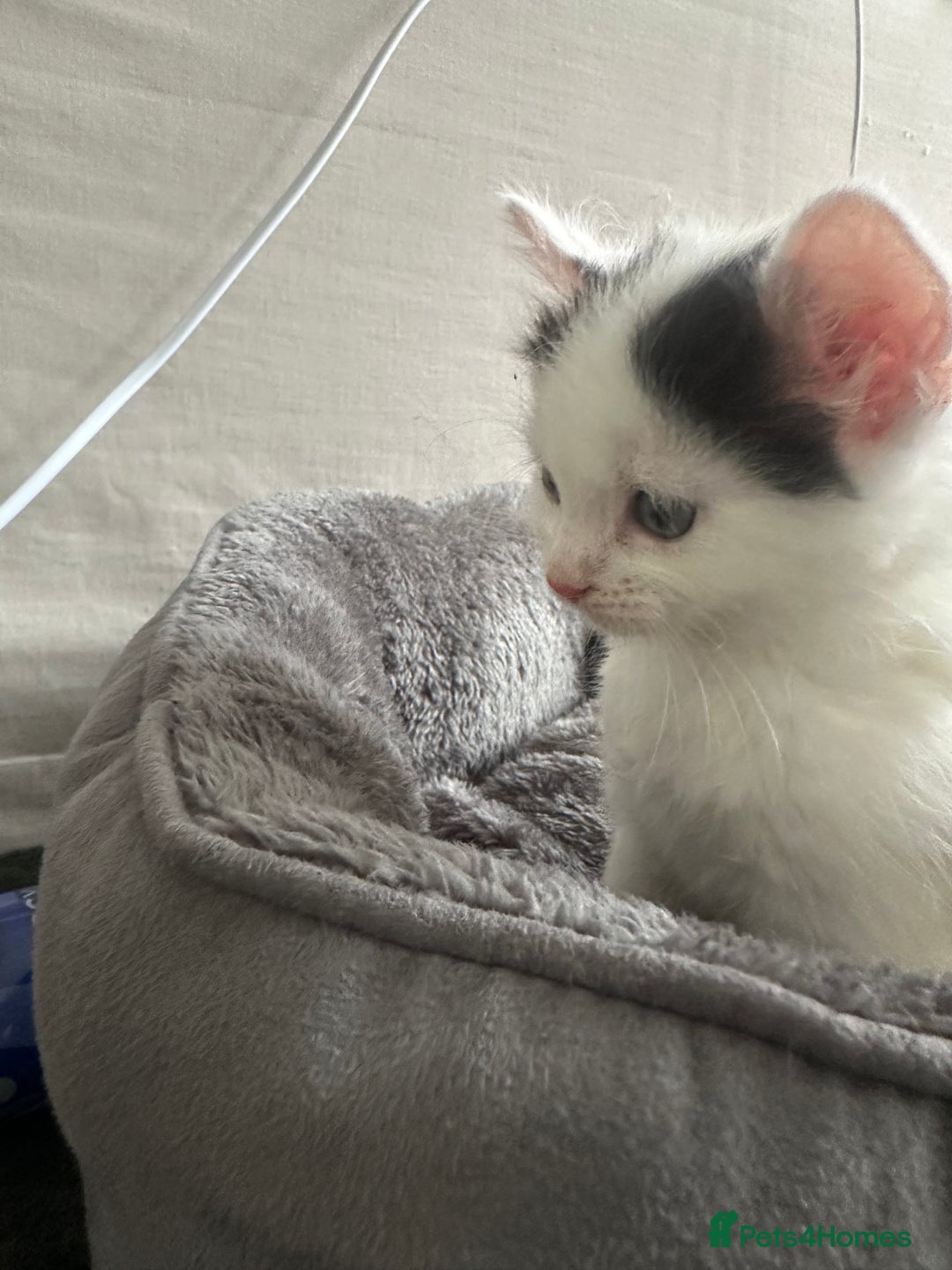 Domestic Shorthair cats for sale: Black & White Kitten for Sale – 7 Weeks Old  - Image 3