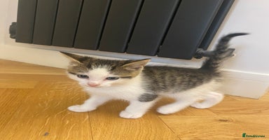 Mixed Breed cats - Advert 15
