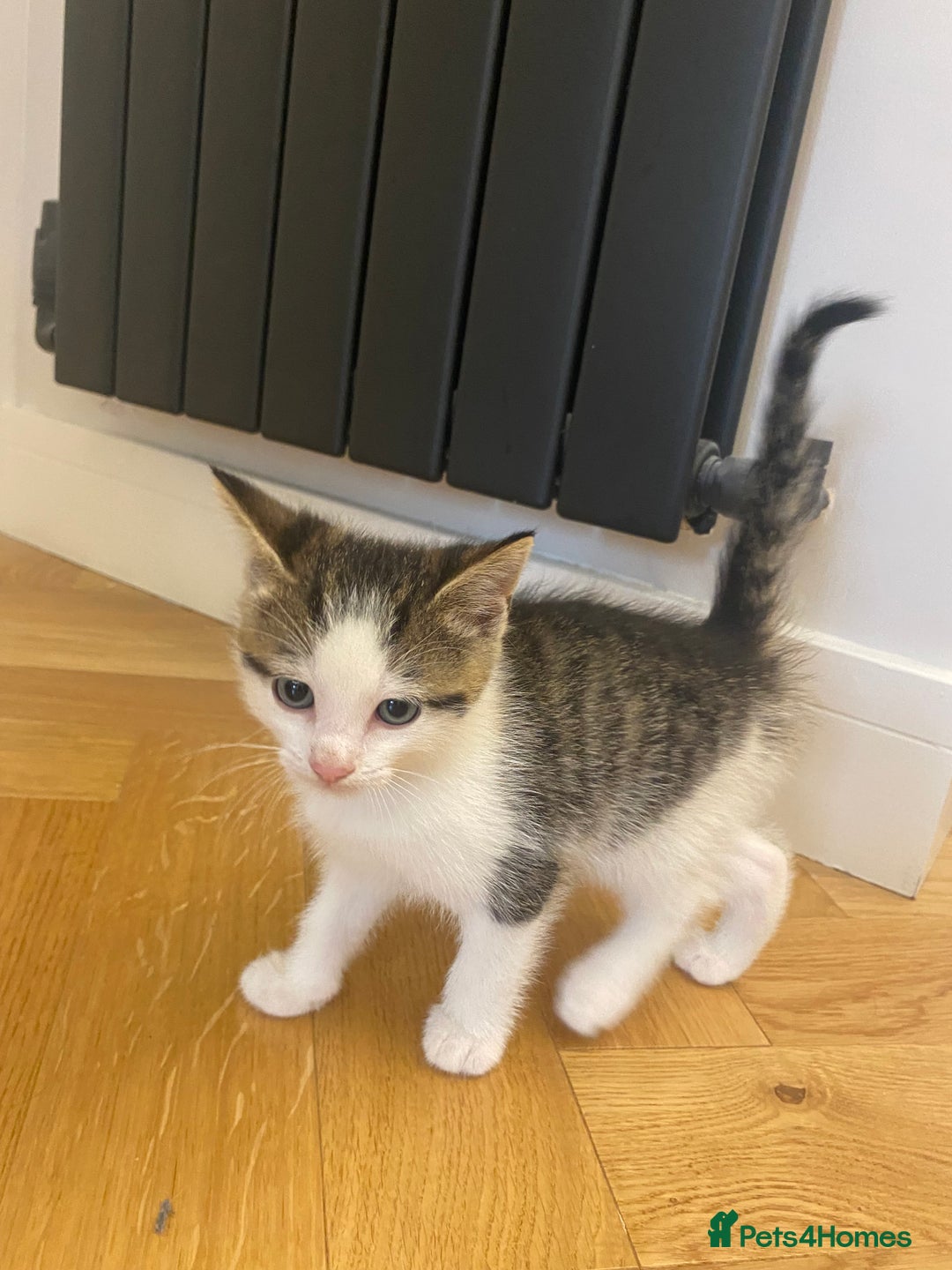 Mixed Breed cats for sale: 2 beautiful male kittens - Image 2