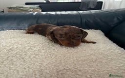 Dachshund dogs for sale: Miniture dachshund  - Image 2