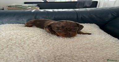 Dachshund dogs - Advert 6