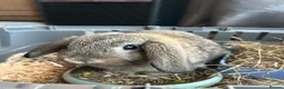 Mini Lop rabbits for sale: Mini Lop Rehome - Advert 3
