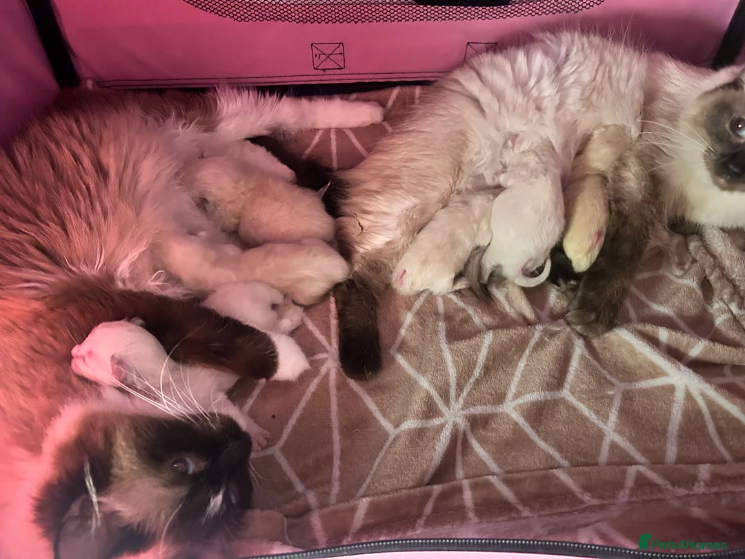 Ragdoll cats for sale: Beautiful purebreed ragdoll kittens  - Advert 1