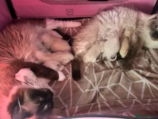 Ragdoll cats Beautiful purebreed ragdoll kittens - Advert 6