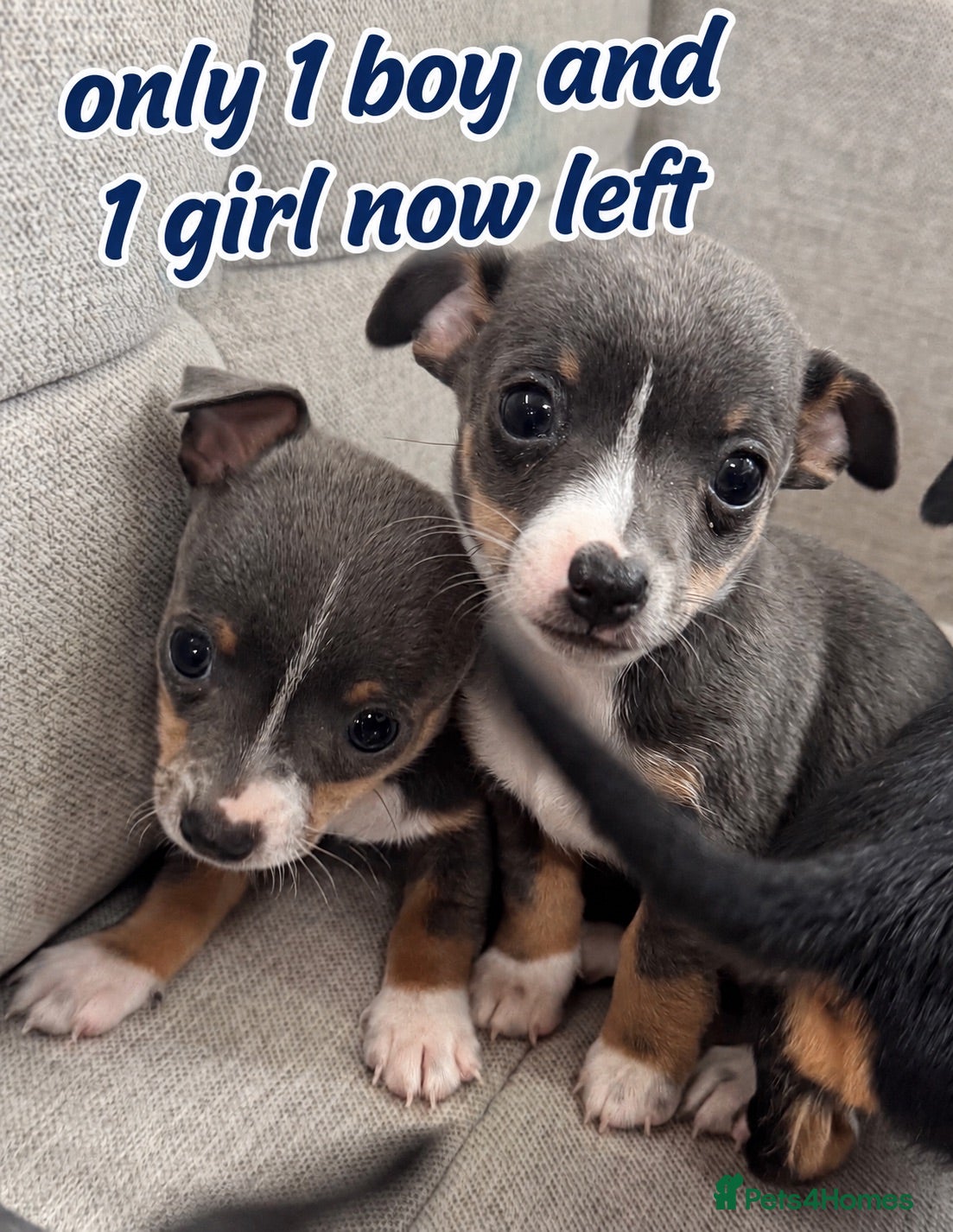Chihuahua dogs CHIHUAHUA PUPPIES *ONLY 1 GIRL & 1 BOY LEFT* - Advert 6