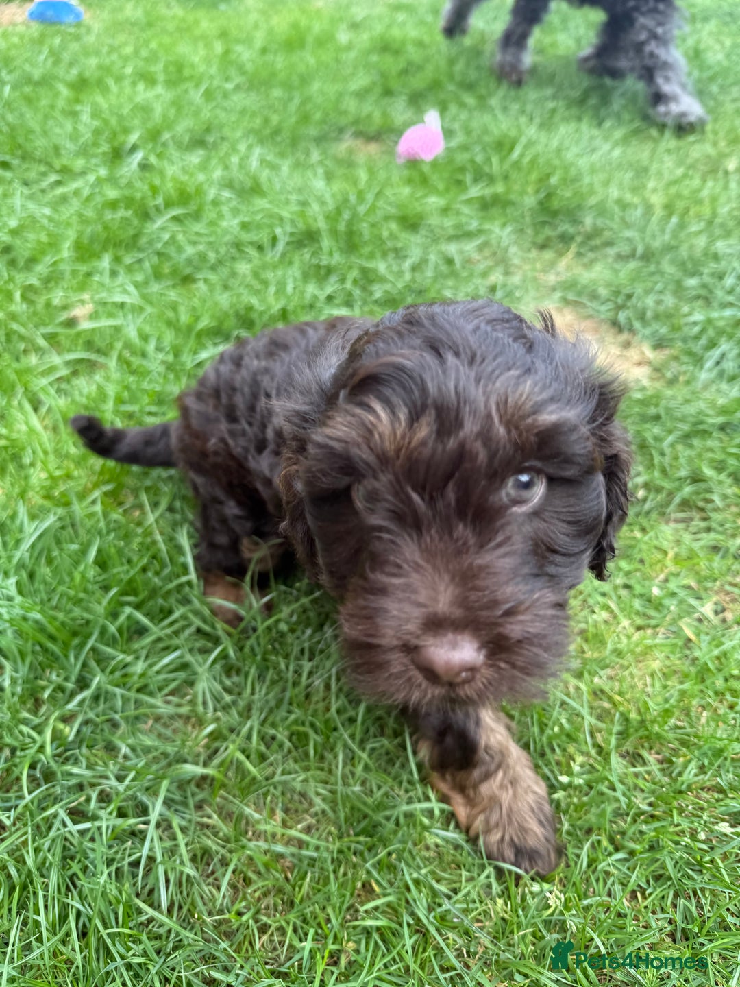 Cockapoo dogs for sale: Cockapoo  - Image 3