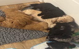 Labradoodle dogs for sale: F1b Miniature Labradoodles  - Image 19