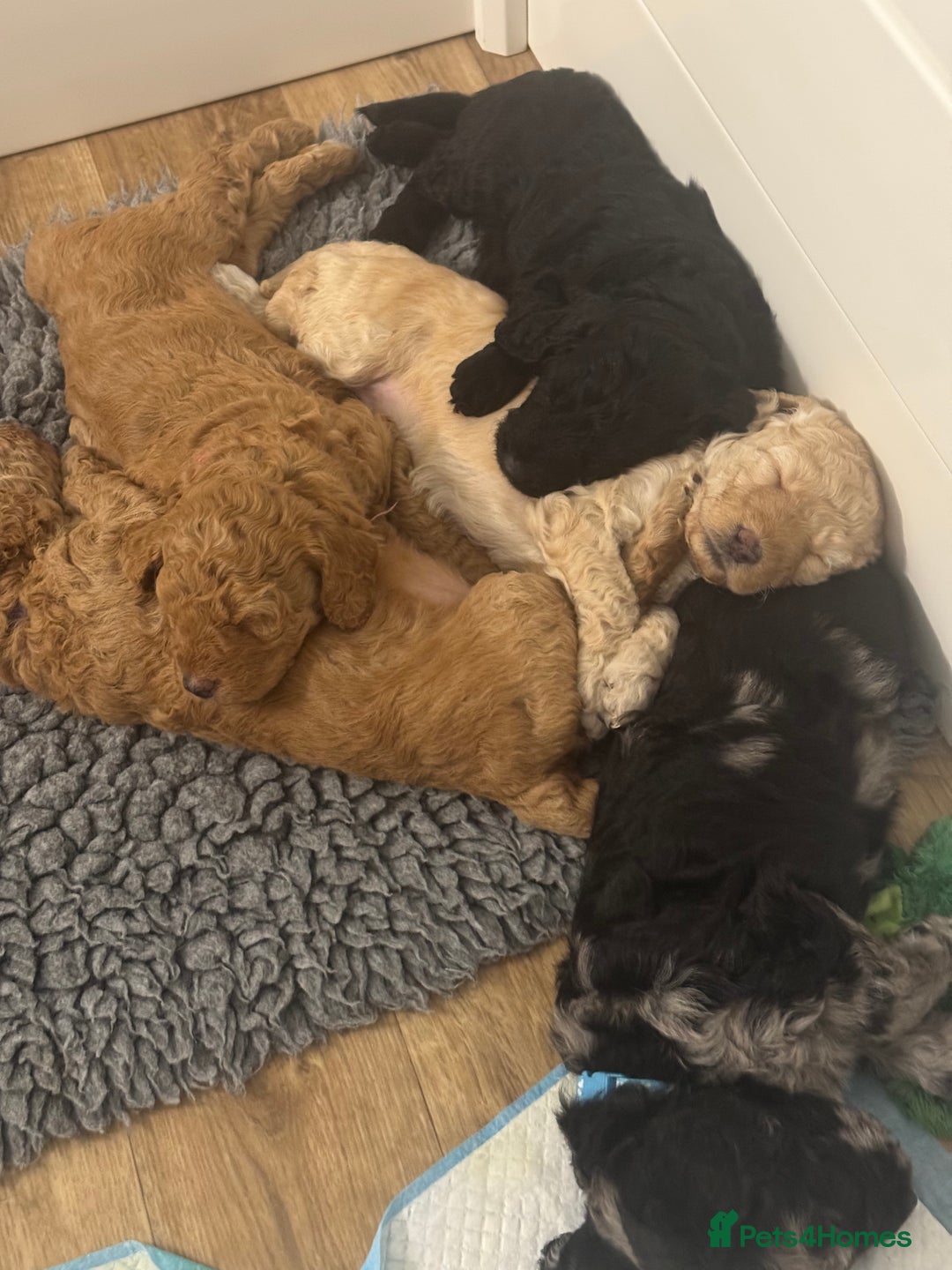 Labradoodle dogs for sale: F1b Miniature Labradoodles  - Image 19