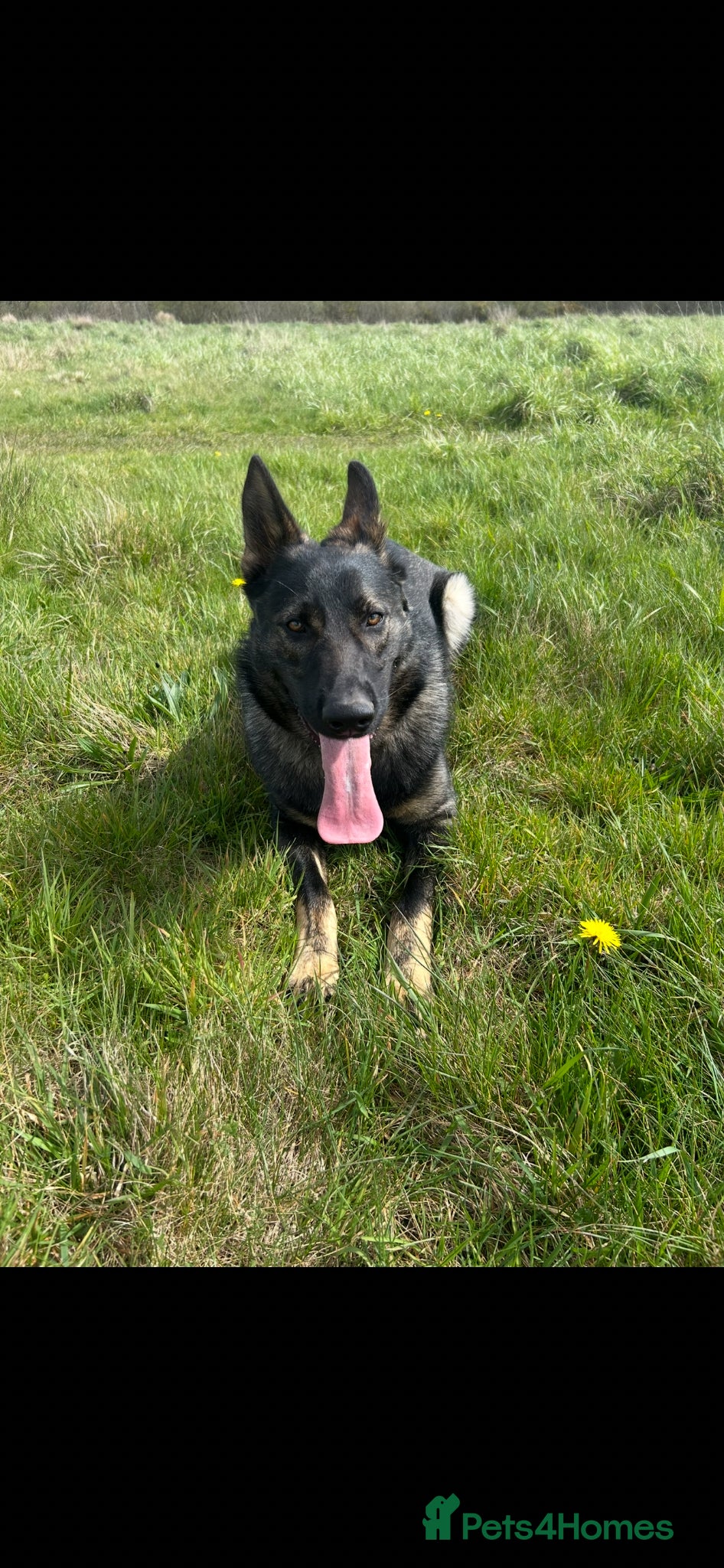 German Shepherd dogs for sale: Sam - German Shepherd GSD - Advert 2
