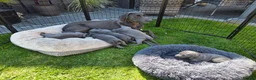 Weimaraner dogs for sale: Weimaraner blue in Hull - Advert 7