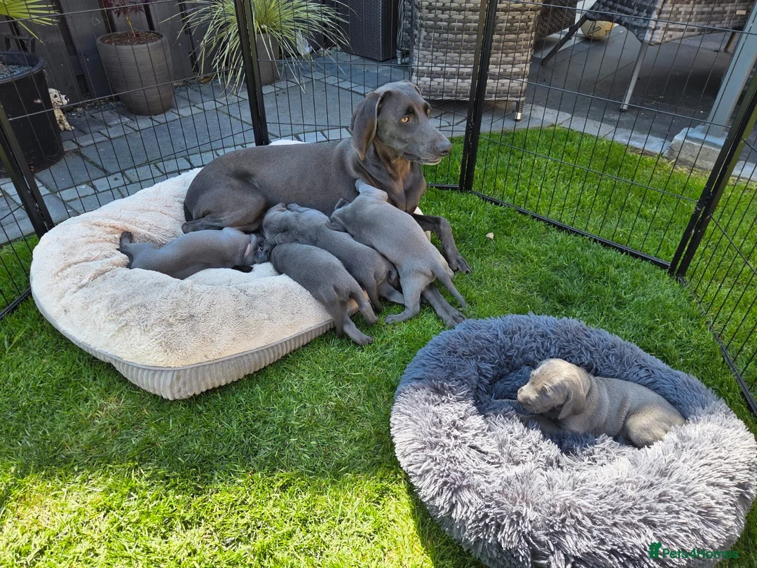 Weimaraner dogs for sale: Weimaraner blue in Hull - Advert 7