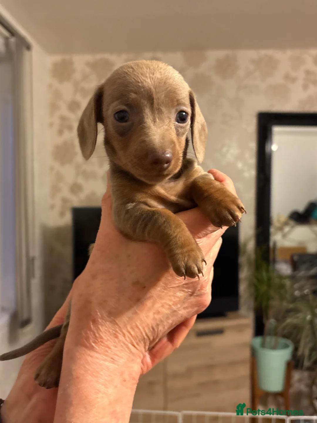 Miniature Dachshund dogs for sale: Miniature dachshund puppies for sale in Peterborough - Advert 2