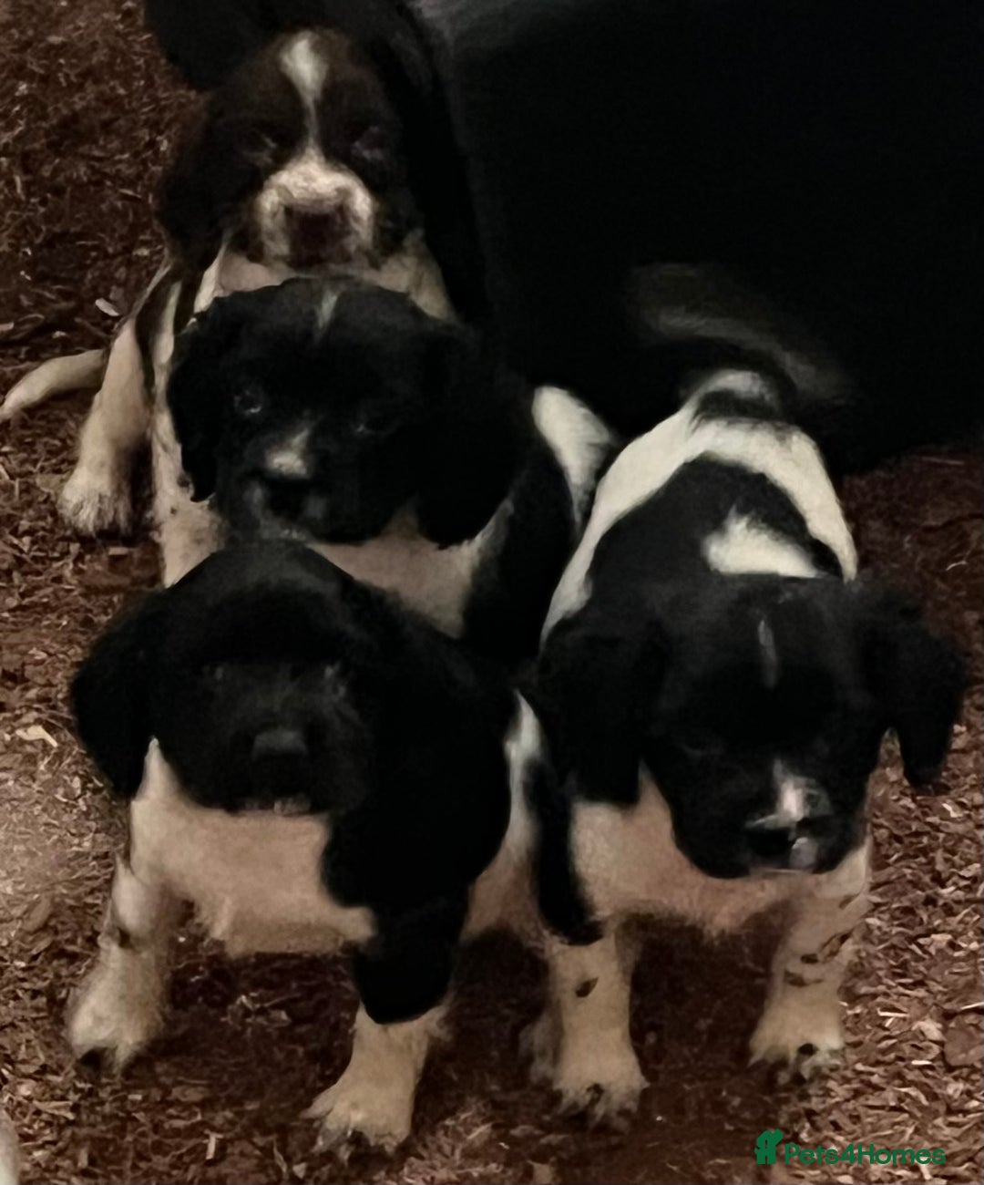 English Springer Spaniel dogs for sale: Beautiful springer spaniel puppies for sale  - Advert 4