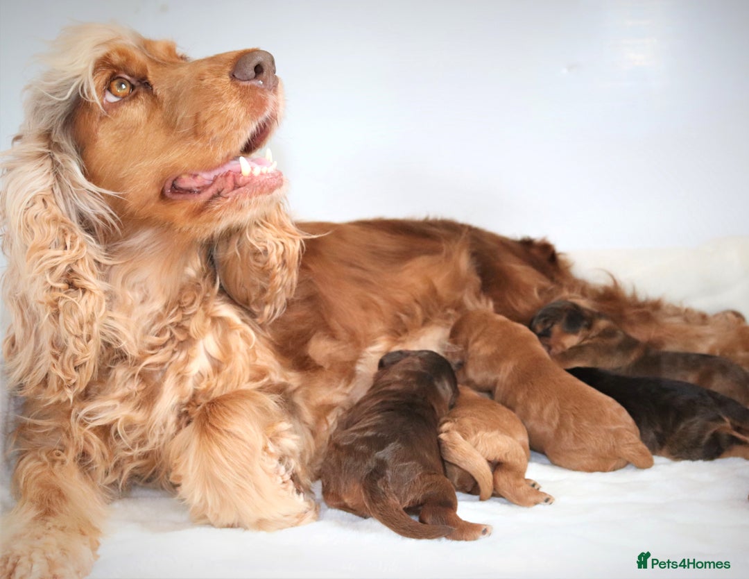 Cockapoo dogs for sale: Welcome to Cotswold Cavapoos and Cockapoos - Advert 1