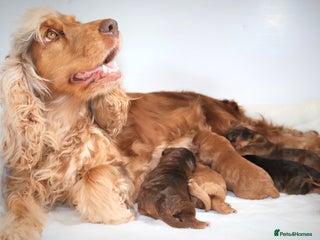 Cockapoo dogs Welcome to Cotswold Cavapoos and Cockapoos - Advert 2