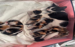 Domestic Shorthair cats for sale: Beautiful Calico Female Kitten  - Image 3