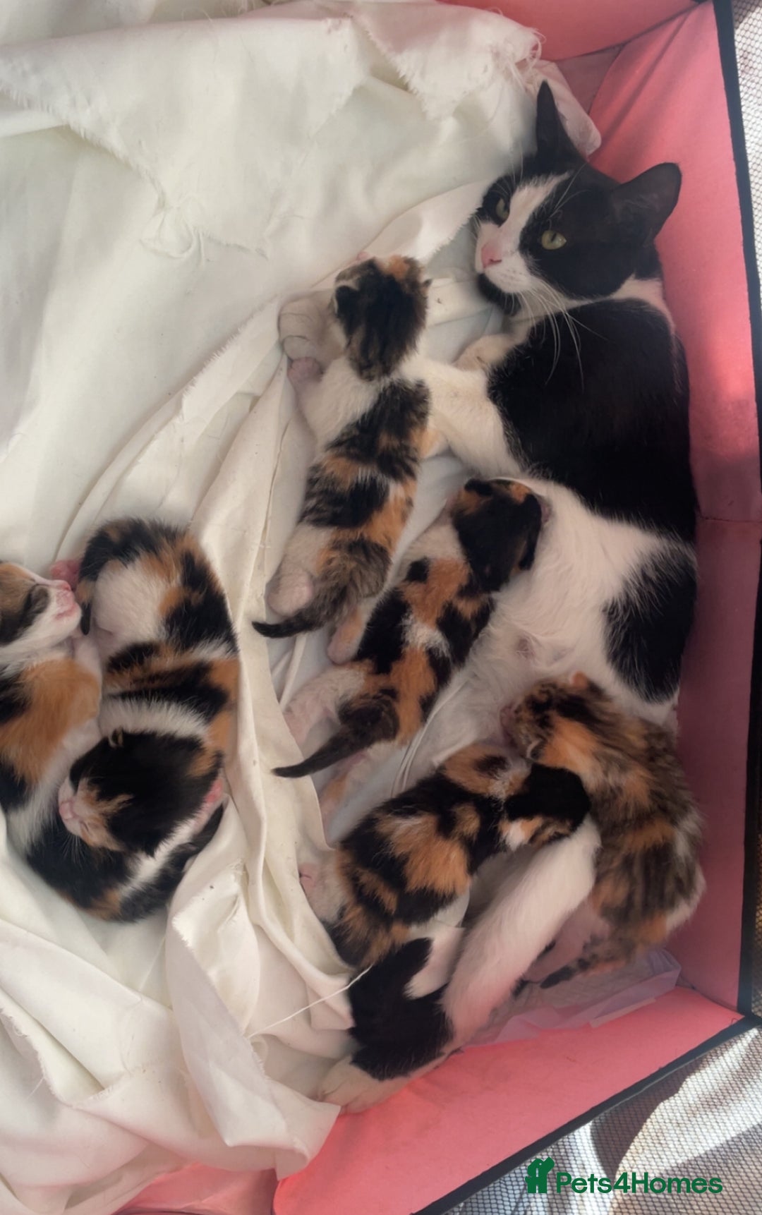 Domestic Shorthair cats for sale: Beautiful Calico Female Kitten  - Image 3
